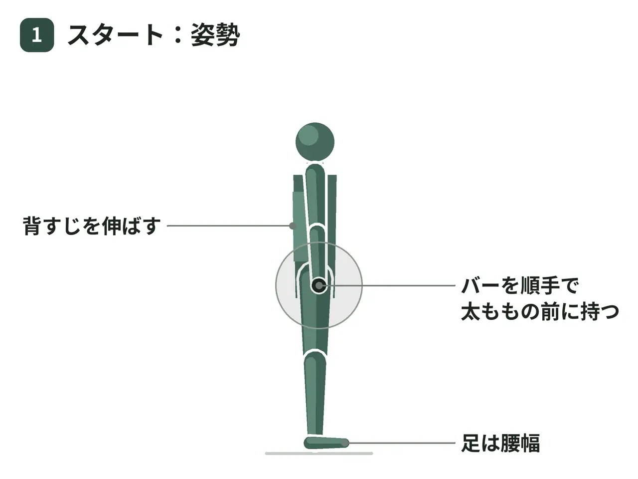 バーベルルーマニアンデッドリフト（両脚）の動作の参考画像