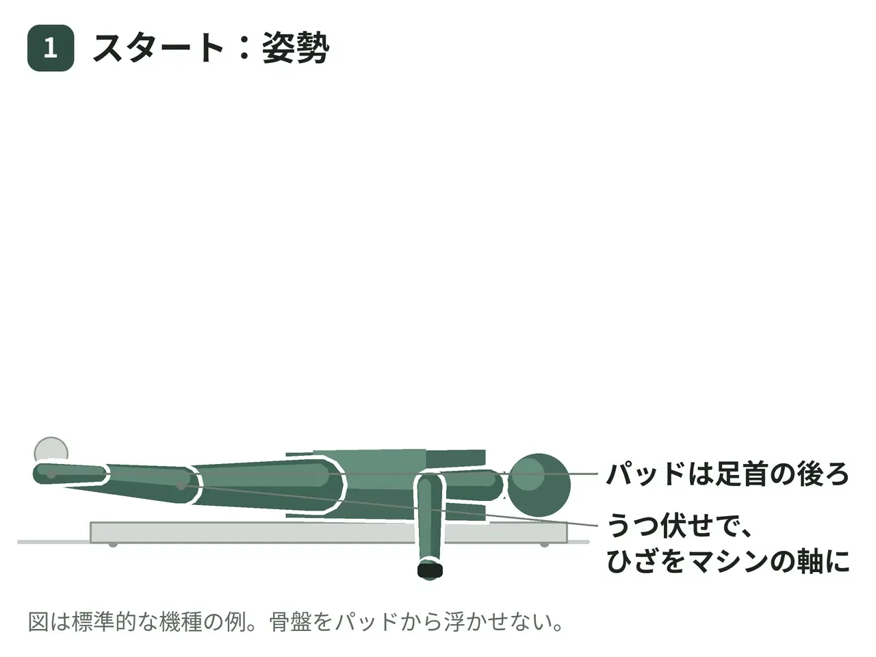 ライイングレッグカールマシン（うつ伏せ・両脚）の動作の参考画像